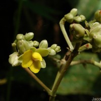 Schumacheria castaneifolia Vahl